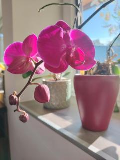 Suite Orchidee - SalzkammerNest - Bad Ischl - 0