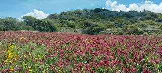 Ta' Gingel Farm Agriturisim B&B. Malta - St Paul's Bay - 9