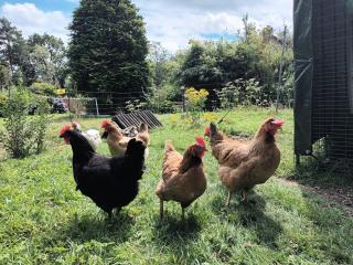 Linhay, Nr Barnstaple with outdoor pool, free wifi and parking - Barnstaple - 7