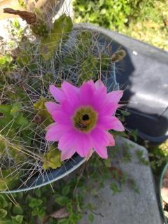 La Mexicana - - 9