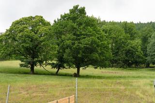 Ferienhof Huber - 1