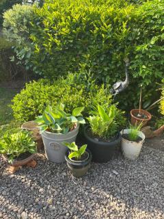 The Garden Flat - Madresfield - 5