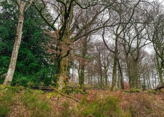 Trossachs Holiday Park - Gartmore - 3