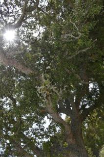 Il Vecchio Casale B&B - 4