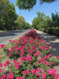 ~ Valley of roses ~ - Chişinău - 9
