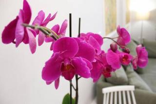 Cosy Paradise - Palouki - 2