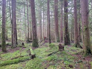 Gibsons Creek RV Resort and Campground - Gibsons - 6