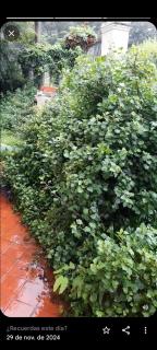 La casa del pino - 4