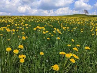 Holiday apartment Dandelion - Altusried - 7