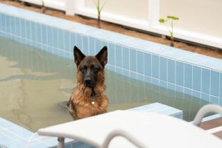 Yangsan Yeonhuijae Pet-friendlyPool Villa - 1