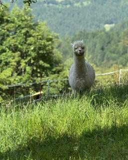 Domačija Za robom - 3
