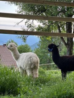 Domačija Za robom - 4