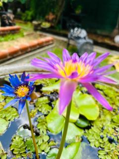 Sandakada Homestay - Anuradhapura - 4