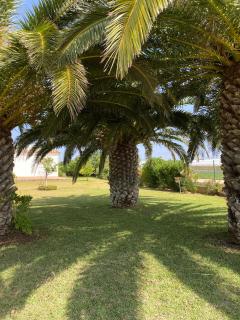 Mirador las Cumbres Conil - Piscina Jardín XL - Conil de la Frontera - 7