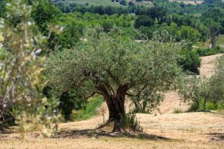 Agriturismo Torre Gialluise - 3