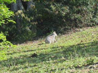 THE DUO at Snows Creek Retreat - - 8