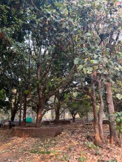 Farmstay in Karjat along canal side in Mango orchard - Karjat - 7