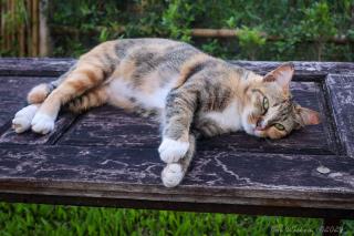 Butterfly Resort Hostel, Pai - 8