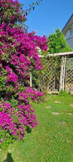 La Camelia - Ameglia - 3