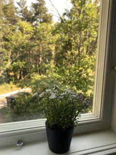 Ferienhaus Grimsebo in idyllischer Alleinlage - Natur pur! - Vimmerby - 7