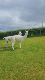 Kingarrow Cottage - Omagh - 9