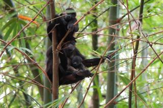 Bamboo Lodge - Bocas del Toro - 6