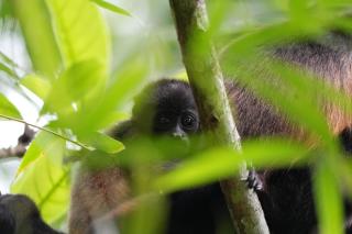 Bamboo Lodge - Bocas del Toro - 4