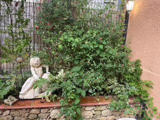Appartement avec jardin sous les couverts - Mirepoix - 4