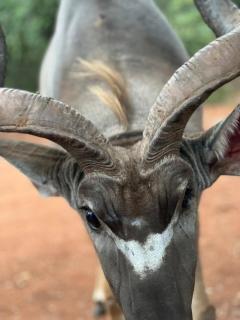 Tranquil Bush Cottage at Kruger - Marloth Park - 3