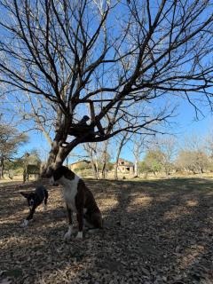 cabaña en bloke 1 dormitorio - 7