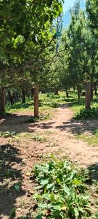 Evergreen homestay iin - 2