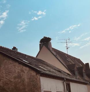 La cigogne rêveuse - 5