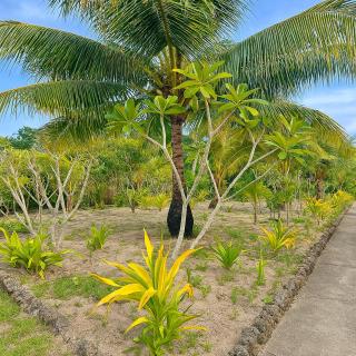 Garden Reef Bungalows - - 1