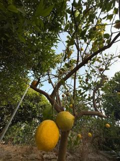 Sorrento Life 1 - 2