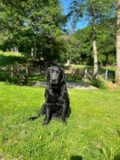 Lac de Vassivière Petite maison à proximité - 7