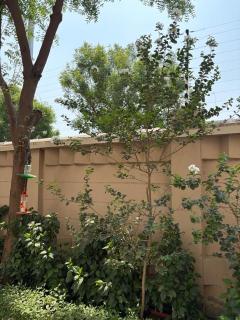 Short Stays in Chandrodaya Mandir Vrindavan -Shree Krishna - 2