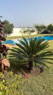 Palm - Oulad Akkou - 8