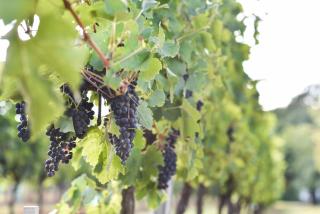 Belle demeure XIXè au coeur des vignes - Cambes - 7