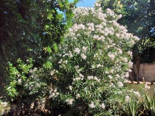 La Casa degli Oleandri - Rom - 3