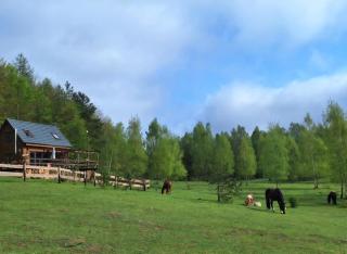 Siedlisko Drzewina Konie- Natura - Las - Drzewina - 0