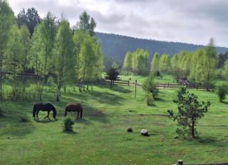 Siedlisko Drzewina Konie- Natura - Las - Drzewina - 4