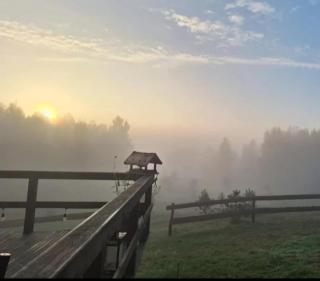 Siedlisko Drzewina Konie- Natura - Las - Drzewina - 6