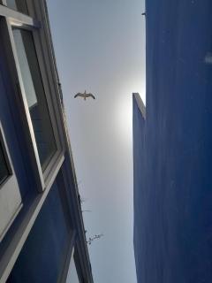 Sky Blue - 0