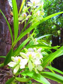 Winters Avalon - Maya Beach - 3