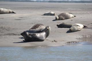 Le Grain de Sable - Berck-sur-Mer - 1
