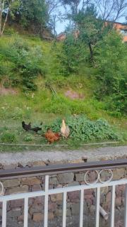 Mountain View Guesthouse - Dewal - 2