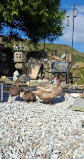 Moonraker Room with a View with ensuite shower room - St Austell - 8