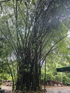 Bamboo house - Vayittiri - 3