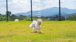 Gyeongju Forest 258 Pet-friendly Pool Villa - 2