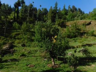 The Sigiriya Old manali - 1